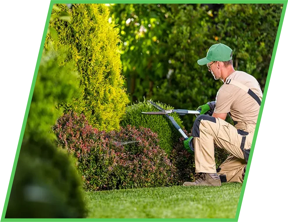 Pflanzenpflege vom Profi